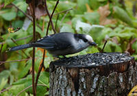 Image of: Perisoreus canadensis (grey jay)