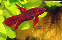 betta Tussyea.from terenganu