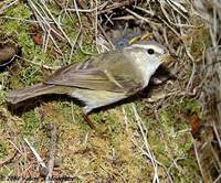 Greenish Warbler - Phylloscopus trochiloides