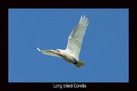 Long billed Corella