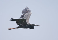 Humblot's Heron (Ardea humbloti) photo