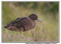 Brown Teal - Anas chlorotis