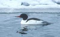 Common Merganser (Mergus merganser) photo