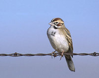 Lark Sparrow (Chondestes grammacus) photo