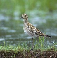 Pacific Golden-Plover (Pluvialis fulva) photo