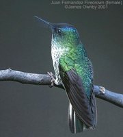 Juan Fernandez Firecrown - Sephanoides fernandensis