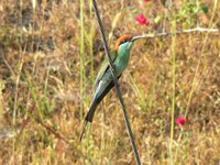 Blue-throated Bee-eater - Merops viridis