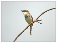 Gray-breasted Prinia - Prinia hodgsonii