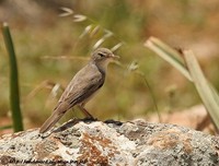 Upcher's Warbler - Hippolais languida