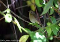 Little Pied Flycatcher - Ficedula westermanni