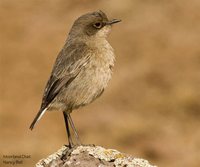 Moorland Chat - Cercomela sordida