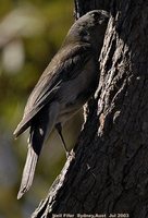 Gray Shrike-Thrush - Colluricincla harmonica