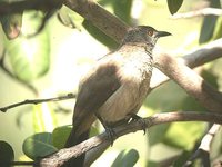 Brown Babbler - Turdoides plebejus