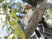 Bare-cheeked Babbler - Turdoides gymnogenys