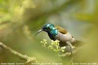 Green-headed Sunbird - Cyanomitra verticalis