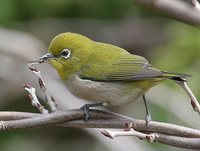 Japanese White-eye - Zosterops japonicus