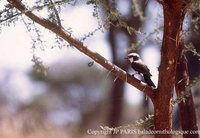 White-rumped Shrike - Eurocephalus rueppelli