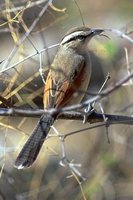 Brown-crowned Tchagra - Tchagra australis