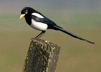 Yellow-billed Magpie - Pica nuttalli