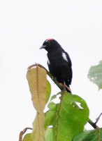 Scarlet-browed Tanager - Heterospingus xanthopygius