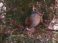 Red-rumped Warbling-Finch - Poospiza lateralis