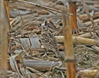 Smith's Longspur - Calcarius pictus