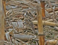 Smith's Longspur - Calcarius pictus