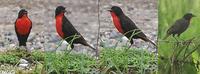 Red-breasted Blackbird - Sturnella militaris