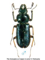 애비단사슴벌레 - Platycerus acuticollis