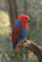 Electus Parrot