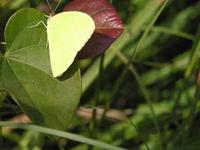 Image of Yellow Butterfly