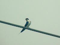 Wire-tailed Swallow (Trådstjärtsvala) - Hirundo smithii