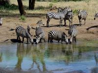 Common Zebra (Zebra) - Ecuus quagga