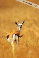 Thomson's Gazelle (Gazella thomsoni) photo