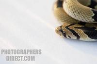 common kukri snake coiled 1 stock photo