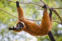 ...Germany , DEU , Gelsenkirchen , 2007Jun08 : A ruffed lemur ( Varecia variegata rubra ) scramblin