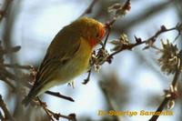 Fire-capped Tit