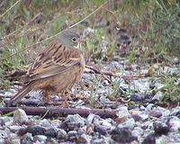 Strnad zahradni (Emberiza hortulana)