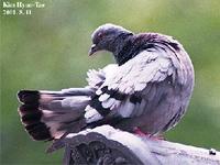 Columba rupestris , 양비둘기 - Hill Pigeon