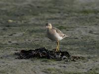 Buff-breasted Sandpiper (Tryngites subruficollis)