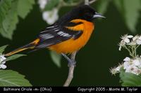 Baltimore Oriole (male) - Ohio