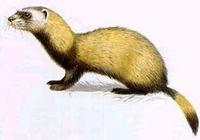 Steppeniltis oder weißer Iltis [Mustela eversmanii]