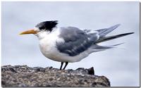 Tern