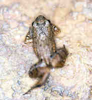 : Adenomera hylaedactyla