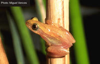 : Afrixalus delicatus; Delicate Spiny Reed Frog