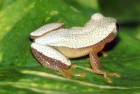 : Afrixalus fornasini; Fornasini's Spiny Reed Frog
