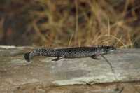 : Ambystoma cingulatum; Flatwoods Salamander