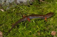 : Desmognathus imitator; Imitator Salamander