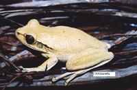 : Hypsiboas raniceps
