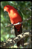 : Alisterus scapularis; Australian King Parrot